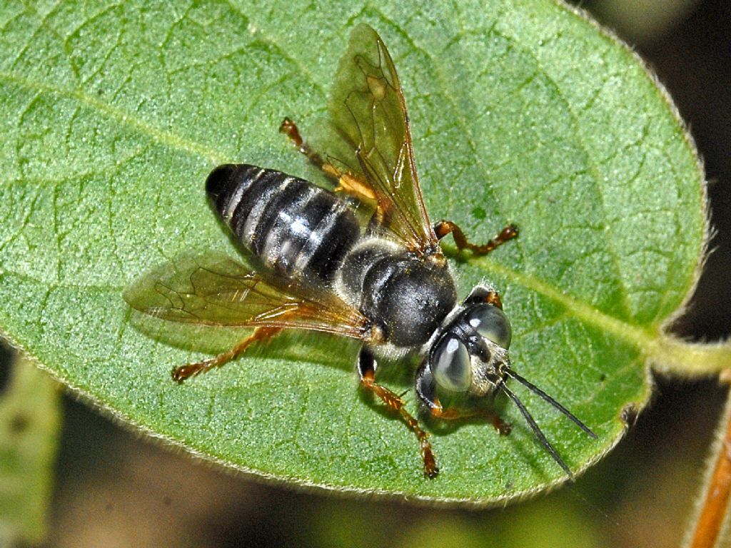 Tachytes etruscus, Crabronidae, maschio